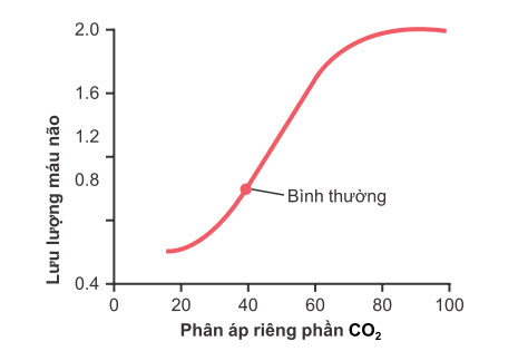 Mối liên quan giữa PCO2 động mạch và lưu lượng máu não