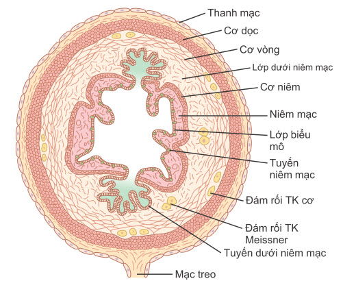 Mặt cắt ngang của ruột