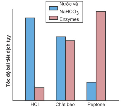 Natri bicarbonat (NaHCO3), nước và enzym