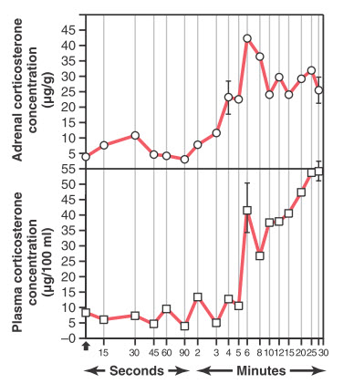 Phản ứng nhanh chóng của vỏ thượng thận
