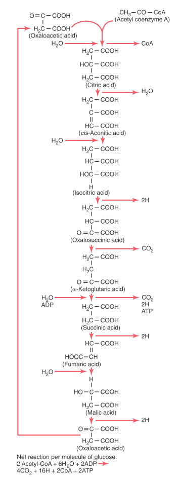 Phản ứng hóa học của chu trình axit xitric