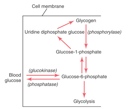 Phản ứng hóa học của quá trình tạo glycogen