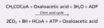 Phản ứng trong chu trình acid citric