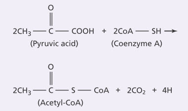 Pyruvic acid thành hai phân tử acetyl coenzyme A