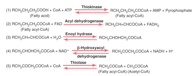 Quá trình oxy hóa acid béo beta để tạo ra acetyl coenzyme A