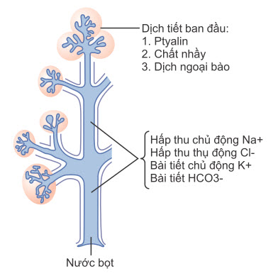 Sự hình thành và tiết nước bọt