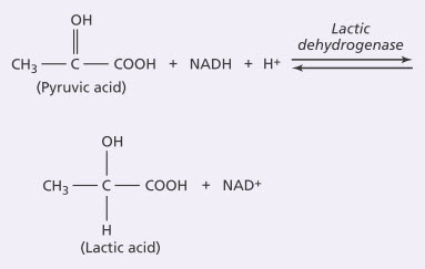 Tạo thành lactic acid