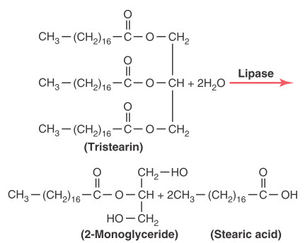 Thủy phân chất béo trung tính được xúc tác bởi lipase