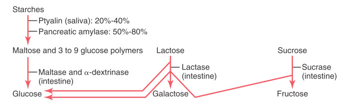 Tiêu hóa Carbohydrate