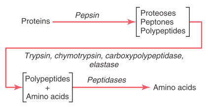 Tiêu hóa protein