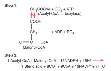 Tổng hợp các axit béo