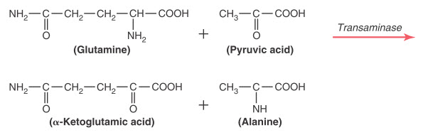Tổng hợp alanin từ axit pyruvic bằng cách chuyển hóa