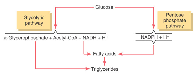 Sơ đồ tổng thể tổng hợp triglycerid từ glucose