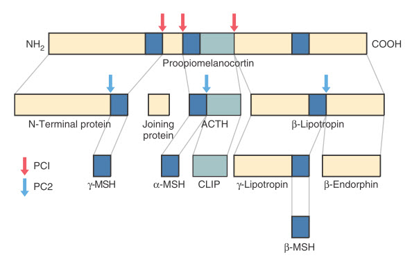 Xử lý pro opiomelanocortin bằng prohormone convertase 1