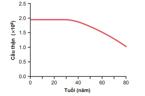 Ảnh hưởng của tuổi lên số lượng các cầu thận chức năng