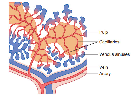  Cấu trúc chức năng của lá lách