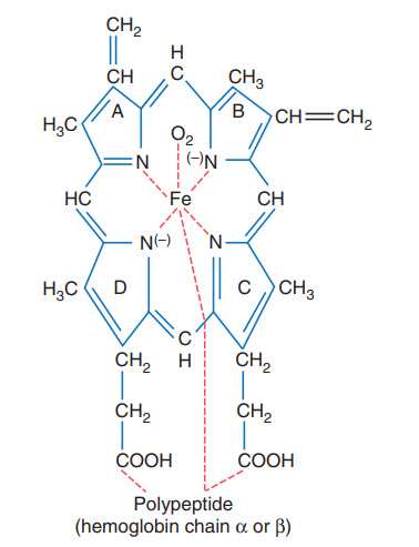 Cấu trúc cơ bản của gốc heme