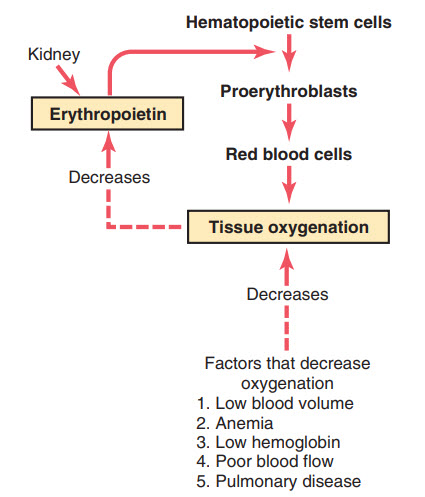  Chức năng của erythropoietin để tăng sản xuất hồng cầu