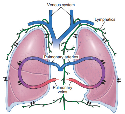 Động lực học trao đổi dich trong khoang màng phổi