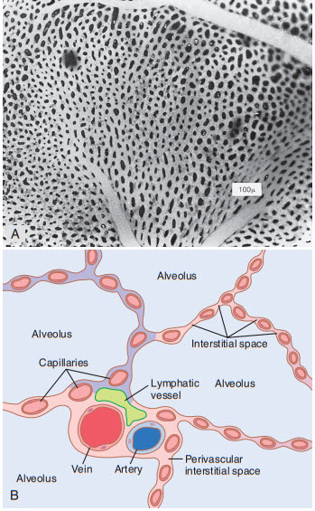 Hình chiếu bề mặt của mao mạch trong thành phế nang