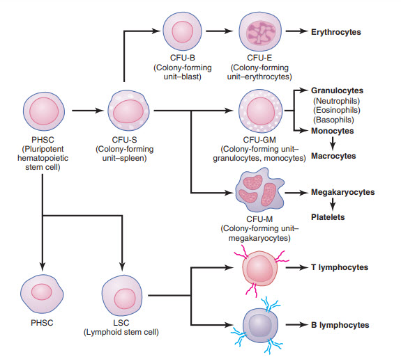 Hình thành nhiều tế bào máu khác nhau