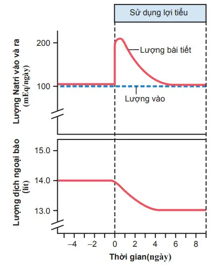 Lượng Natri được bài tiết và lương dịch ngoại bào trong quá trình lợi tiểu