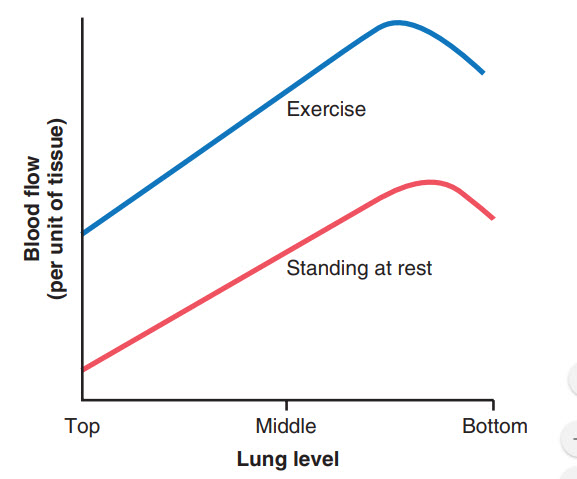 Lưu lượng máu trong phổi của người đứng thẳng khi nghỉ ngơi và khi tập thể dục