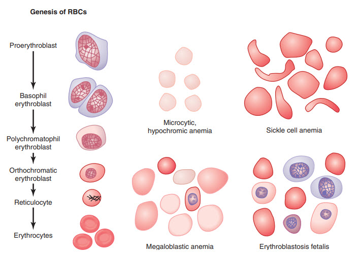Nguồn gốc của tế bào hồng cầu bình thường