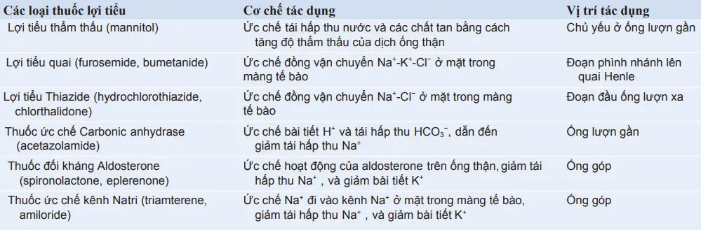 Phân loại thuốc lợi tiểu, cơ chế tác dụng và vị trí tác dụng trên ống thận