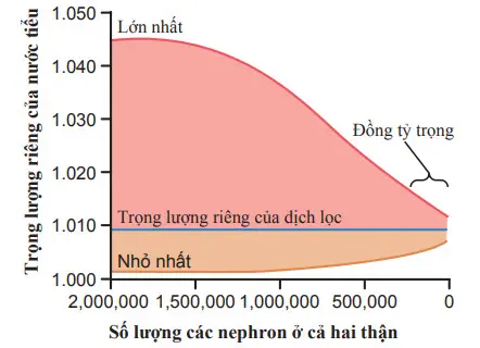 Phát triển đồng tỷ trọng niệu ở bệnh nhân giảm các nephron chức năng