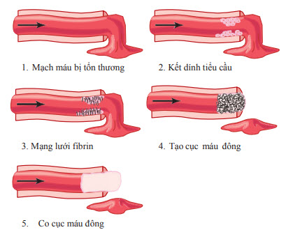 Quá trình đông cầm máu