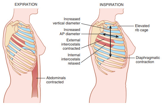 Sự co lại và giãn rộng của lồng ngực trong quá trình thở ra và hít vào