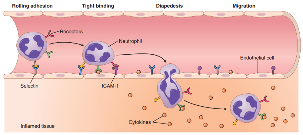 Sự di chuyển của bạch cầu trung tính từ máu vào mô bị viêm