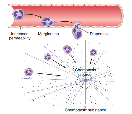 Sự di chuyển của bạch cầu trung tính bằng cách diapedesis qua các lỗ mao mạch