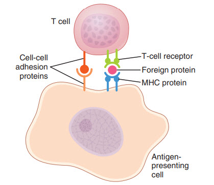 Sự hoạt hóa của tế bào T
