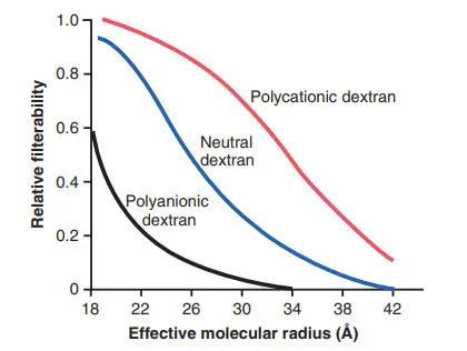 Ảnh hưởng của bán kính phân tử và điện tích của dextran