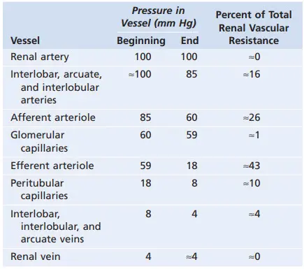 Áp lực và sức cản mạch máu trong tuần hoàn của thận bình thường