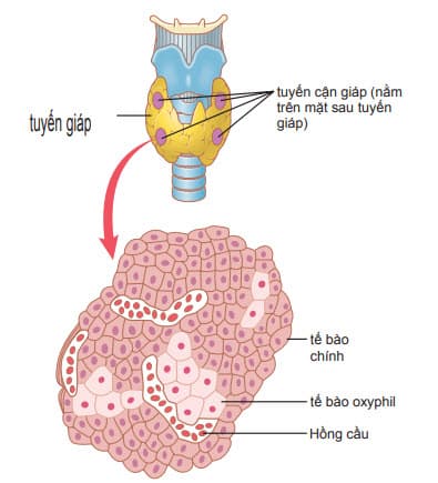 Bốn tuyến cận giáp nằm ngay đằng sau tuyến giáp