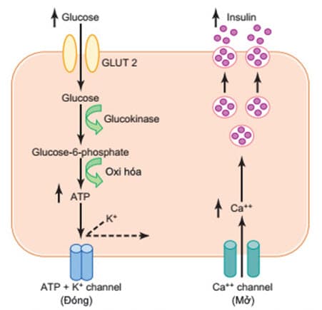 Các cơ chế cơ bản của kích thích glucose của insulin bài tiết bởi các tế bào beta của tuyến tụy