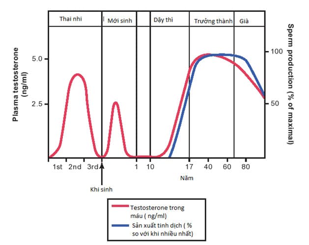 Các giai đoạn khác nhau của chức năng sinh dục nam
