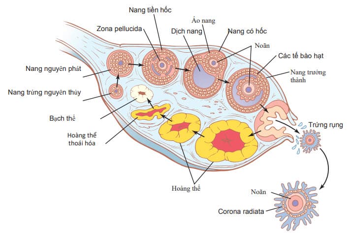Các giai đoạn phát triển của nang trứng ở buồng trứng, và sự hình thành hoàng thể.