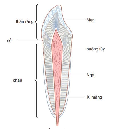 Cấu tạo của răng