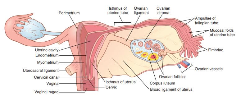 Cấu trúc bên trong tử cung, buồng trứng và ống tử cung