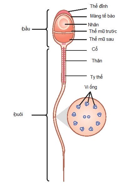 Cấu trúc tinh trùng người