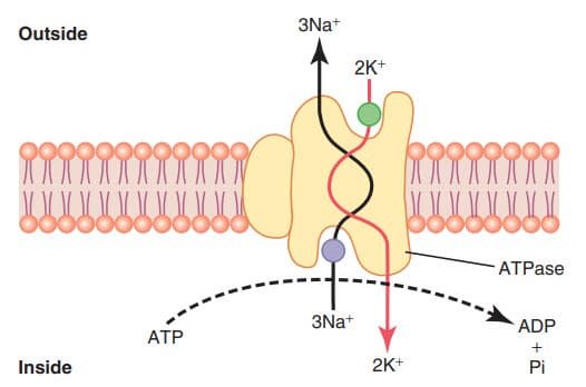 Cơ chế của bơm natri-kali