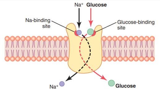 Các cơ chế cho natri đồng vận chuyển glucose