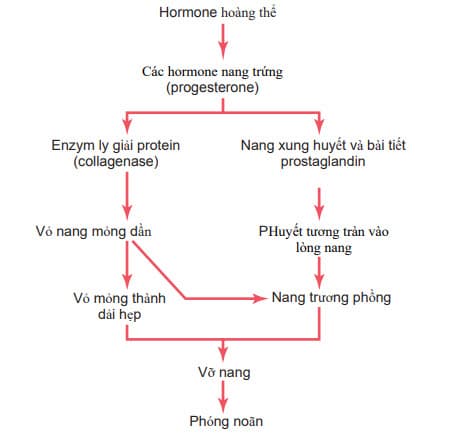 Cơ chế rụng trứng