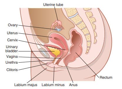 Cơ quan sinh sản nữ