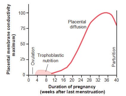 Dinh dưỡng của thai nhi