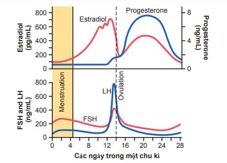 Định lượng nồng độ hormone kích thích tuyến sinh dục